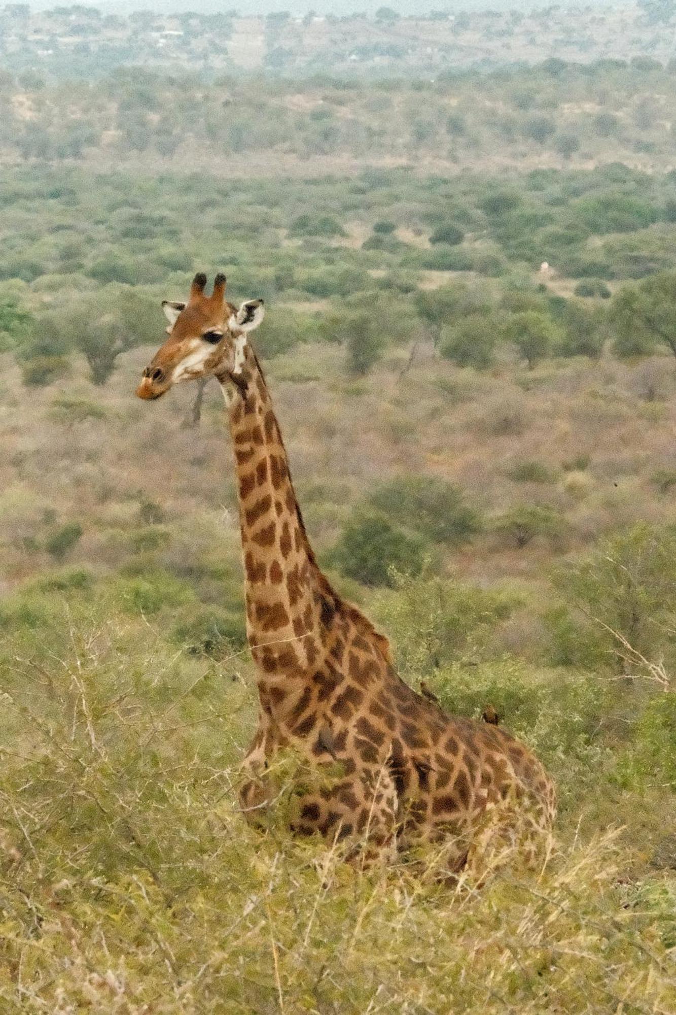 פונגולה Africamps At White Elephant Safaris מראה חיצוני תמונה