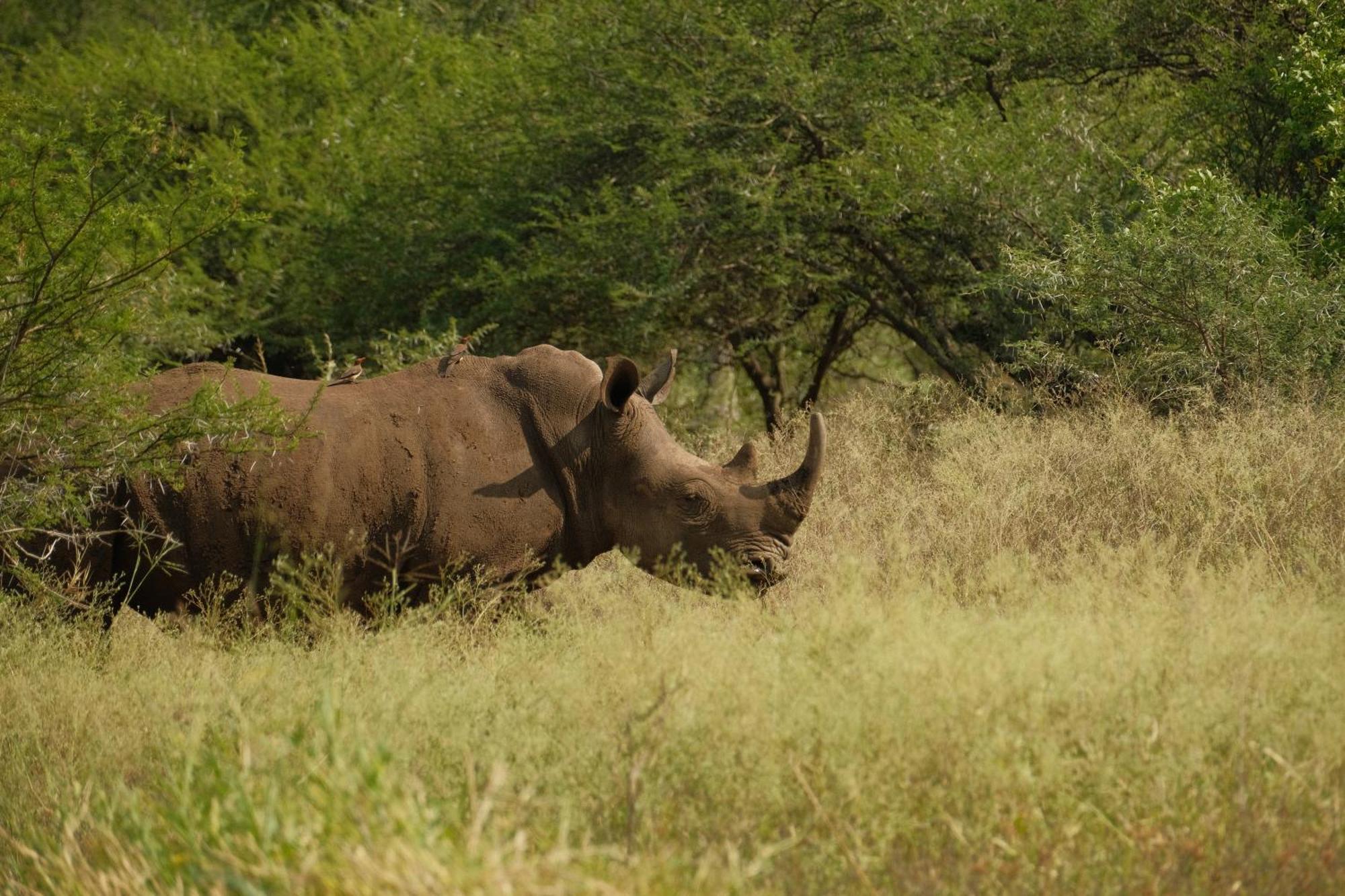 פונגולה Africamps At White Elephant Safaris מראה חיצוני תמונה