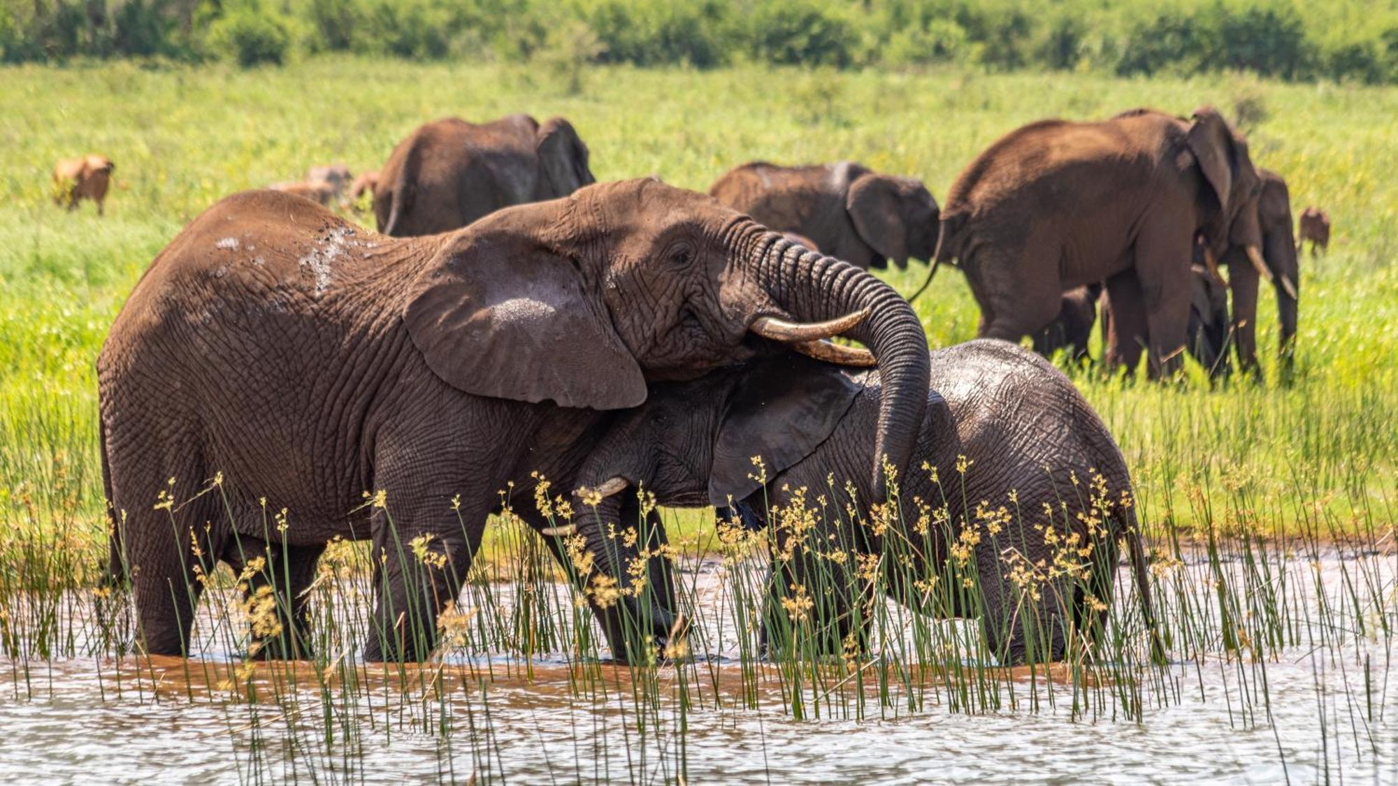 פונגולה Africamps At White Elephant Safaris מראה חיצוני תמונה