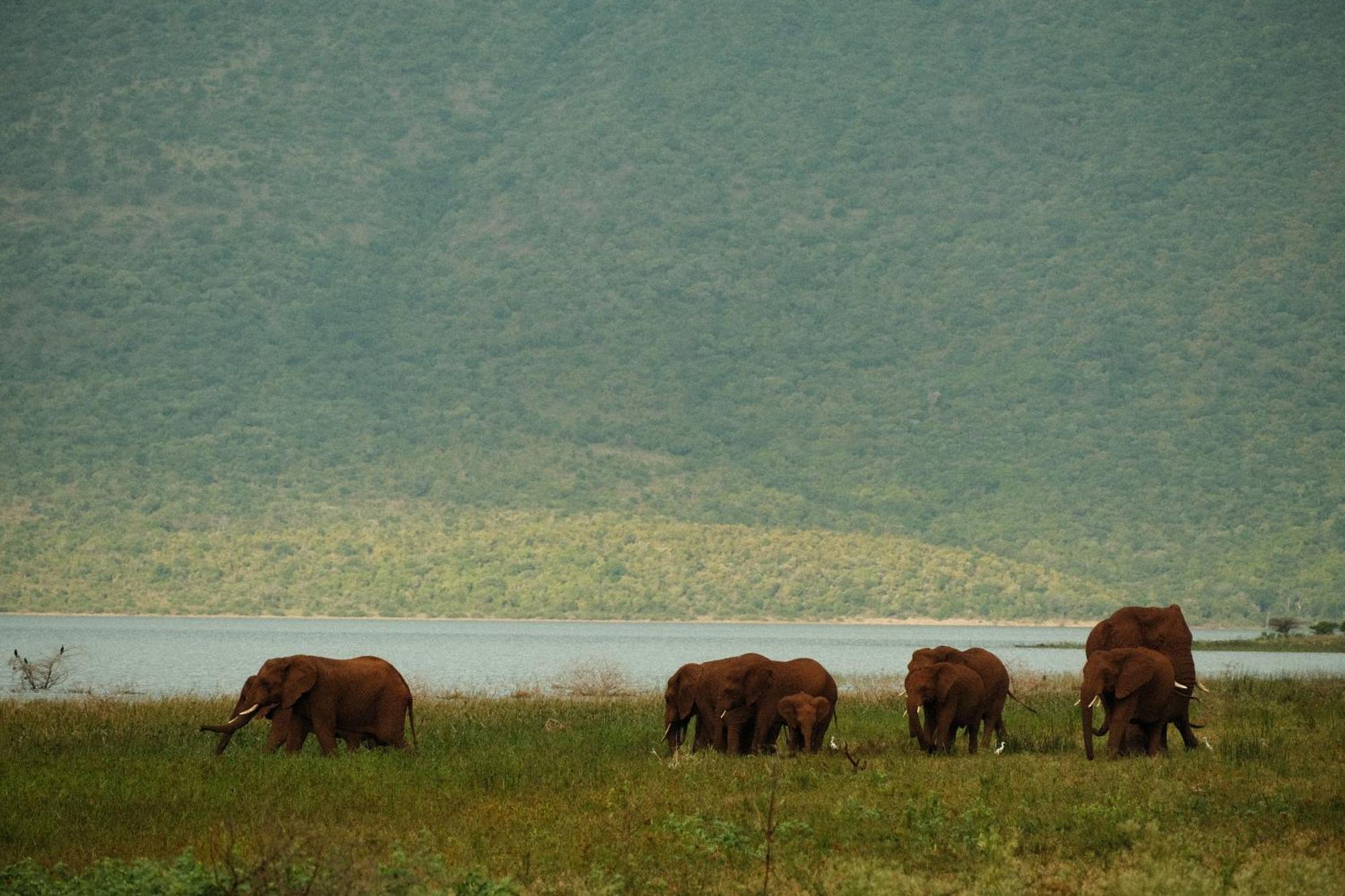 פונגולה Africamps At White Elephant Safaris מראה חיצוני תמונה